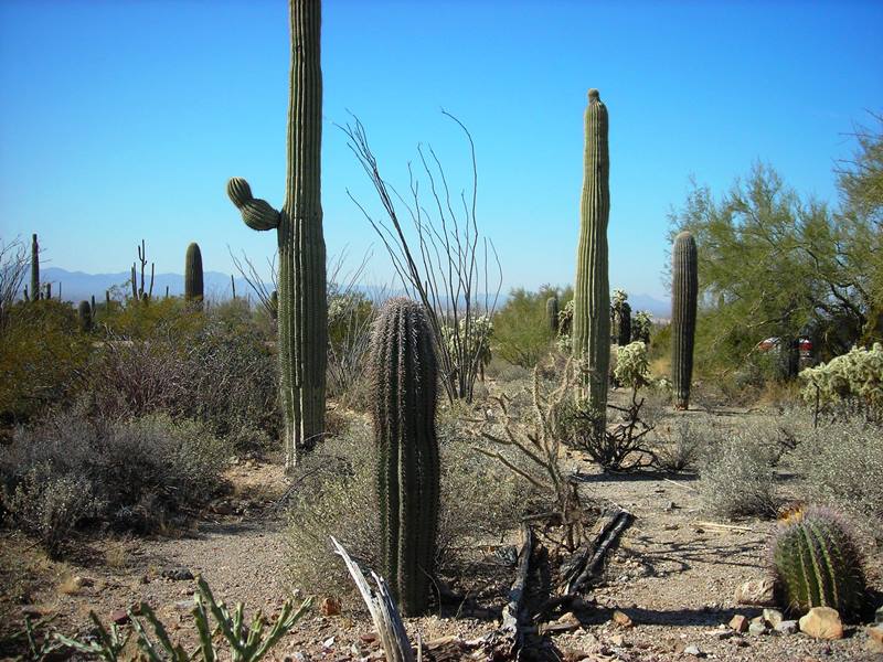 Cactus - Seguaro Park